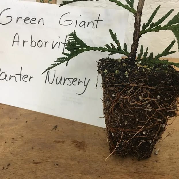 Green Giant Thuja Arborvitae Live Plant – 6-12" Tall, 2.5" Pot – Outdoor Privacy Tree - Image 3