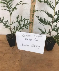 Green Giant Thuja Arborvitae Live Plant – 6-12