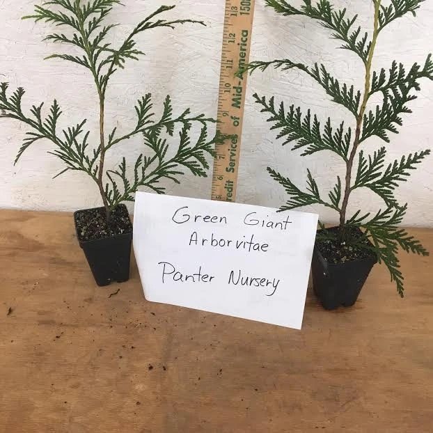 Green Giant Thuja Arborvitae Live Plant – 6-12" Tall, 2.5" Pot – Outdoor Privacy Tree - Image 4