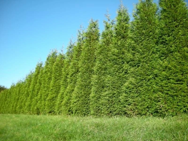 Green Giant Thuja Arborvitae Live Plant – 6-12" Tall, 2.5" Pot – Outdoor Privacy Tree - Image 5