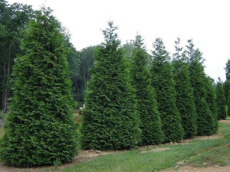 Green Giant Thuja Arborvitae Live Plant – 6-12" Tall, 2.5" Pot – Outdoor Privacy Tree - Image 1