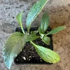 Green Globe Artichoke Live Plant - 2 Pack, 4 inch Pot, Non-GMO, Organic - Image 1