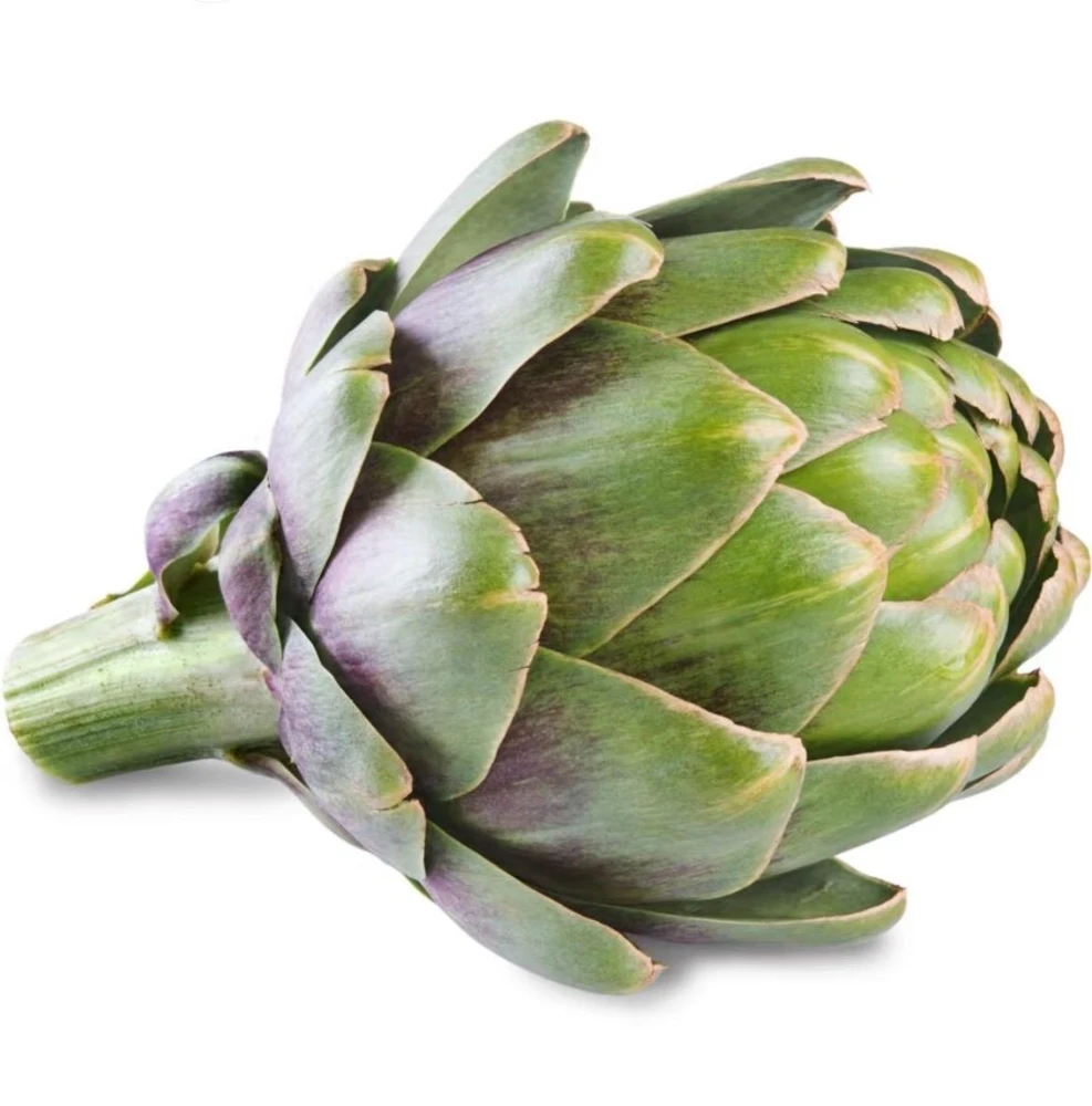 Green Globe Artichoke Live Plant - 2 Pack, 4 inch Pot, Non-GMO, Organic - Image 2