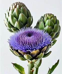 Green Globe Artichoke Live Plant - 2 Pack, 4 inch Pot, Non-GMO, Organic - Image 3
