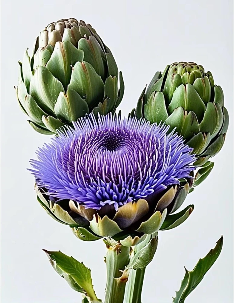 Green Globe Artichoke Live Plant - 2 Pack, 4 inch Pot, Non-GMO, Organic - Image 3