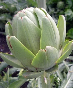 Green Globe Artichoke Seeds - 15 Pack - Edible Vegetable Thistle for Garden - Image 1