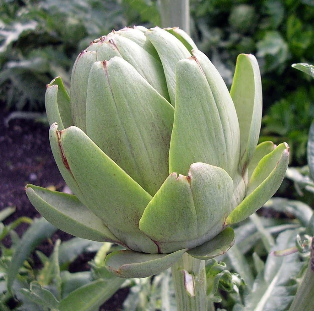 Green Globe Artichoke Seeds - 15 Pack - Edible Vegetable Thistle for Garden - Image 1