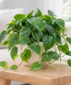 Green Heart Shaped Pothos Live Plant, 4 Inch Pot, Indoor Trailing Houseplant - Image 2