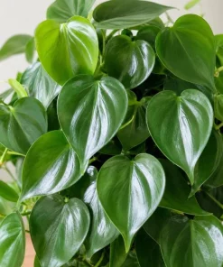 Green Heart Shaped Pothos Live Plant, 4 Inch Pot, Indoor Trailing Houseplant - Image 3