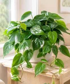 Green Heart Shaped Pothos Live Plant, 4 Inch Pot, Indoor Trailing Houseplant - Image 4