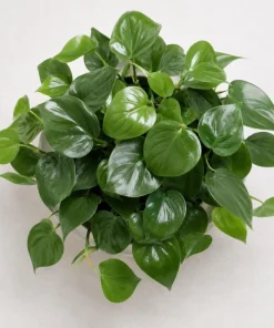Green Heart Shaped Pothos Live Plant, 4 Inch Pot, Indoor Trailing Houseplant - Image 5
