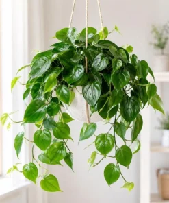 Green Heart Shaped Pothos Live Plant, 4 Inch Pot, Indoor Trailing Houseplant - Image 1