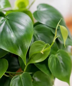 Green Heart Shaped Pothos Live Plant, 4 Inch Pot, Indoor Trailing Houseplant - Image 7