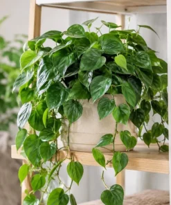 Green Heart Shaped Pothos Live Plant, 4 Inch Pot, Indoor Trailing Houseplant - Image 8