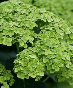 Green Hydrangea Live Plant - Cascade Hydrangea, Green Blooms, 4" Pot - Image 2