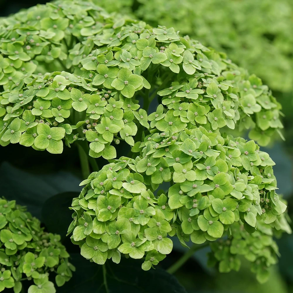 Green Hydrangea Live Plant - Cascade Hydrangea, Green Blooms, 4" Pot - Image 2