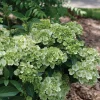 Green Hydrangea Live Plant - Cascade Hydrangea, Green Blooms, 4" Pot - Image 1