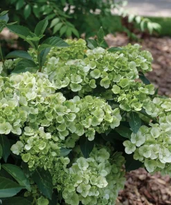 Green Hydrangea Live Plant - Cascade Hydrangea, Green Blooms, 4