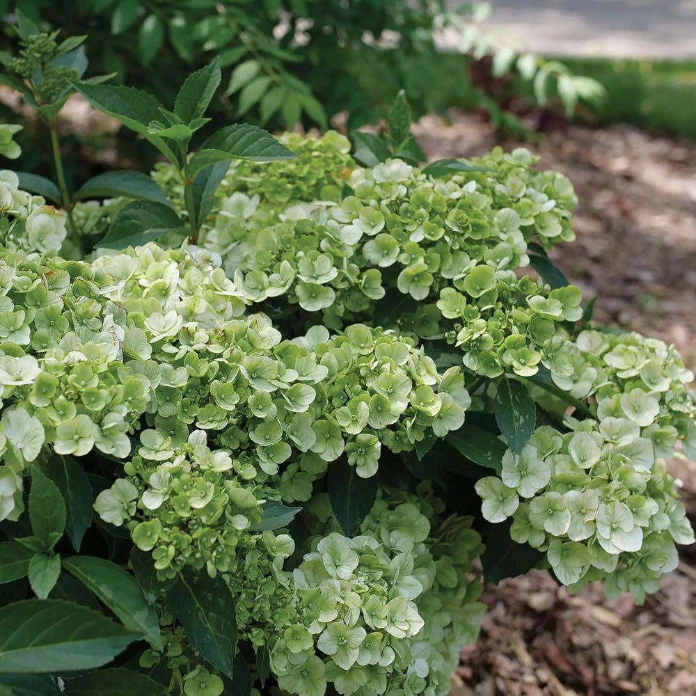 Green Hydrangea Live Plant - Cascade Hydrangea, Green Blooms, 4" Pot - Image 1