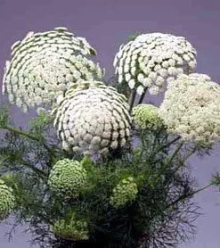 Green Mist Queen Anne's Lace Seeds - 50 Seed Pack for Garden - Image 2