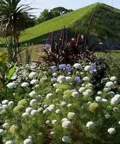 Green Mist Queen Anne's Lace Seeds - 50 Seed Pack for Garden - Image 3