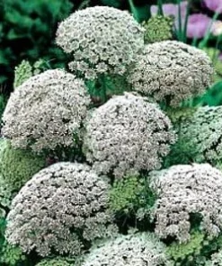 Green Mist Queen Anne's Lace Seeds - 50 Seed Pack for Garden - Image 4