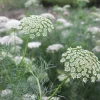 Green Mist Queen Anne's Lace Seeds - 50 Seed Pack for Garden - Image 1