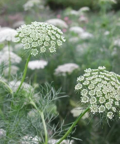 Green Mist Queen Anne's Lace Seeds - 50 Seed Pack for Garden - Image 1