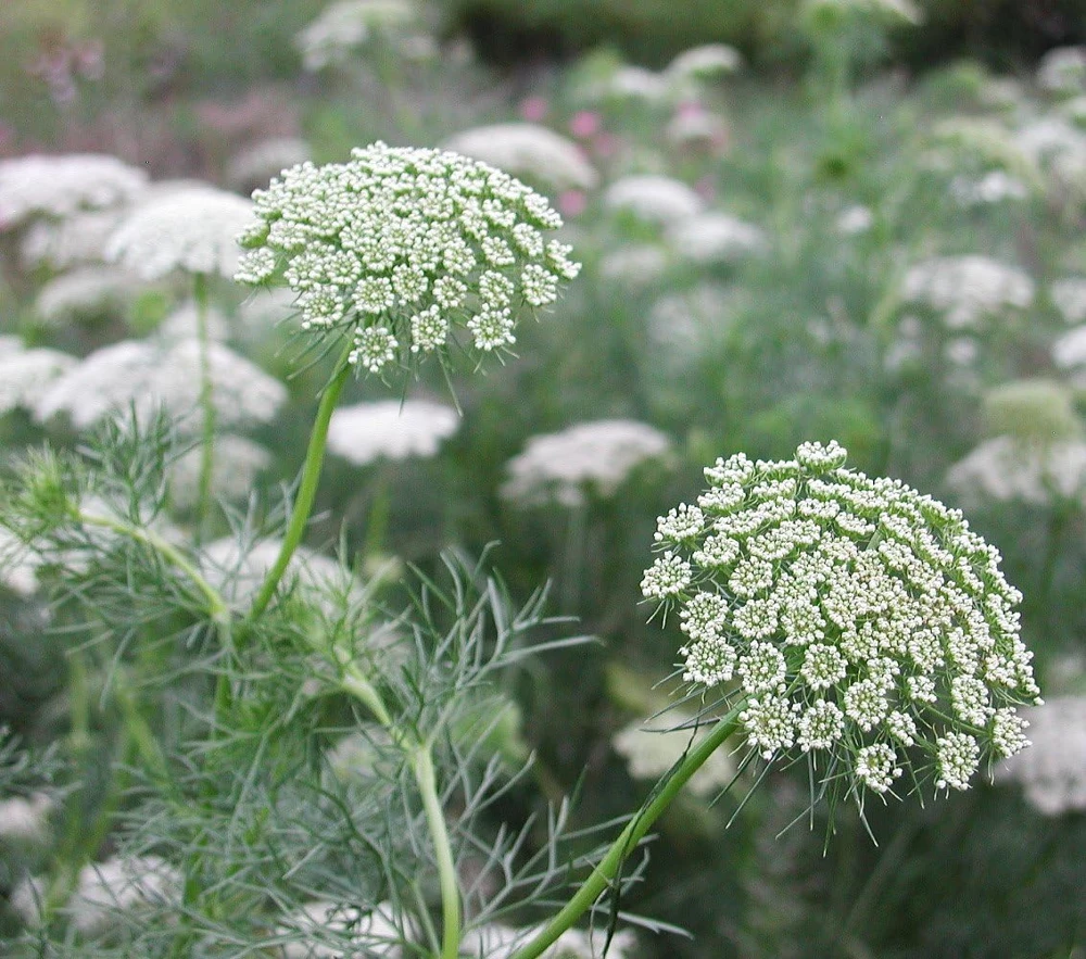 Green Mist Queen Anne's Lace Seeds - 50 Seed Pack for Garden - Image 1