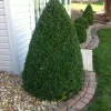 Green Mountain Boxwood Live Plant, 6-12" Tall, Quart Pot, Evergreen Shrub, Zones 4-9 - Image 1