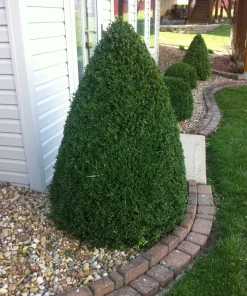 Green Mountain Boxwood Live Plant, 6-12