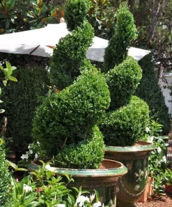 Green Mountain Boxwood Live Plant, 6-12