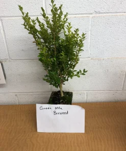 Green Mountain Boxwood Live Plant, 6-12