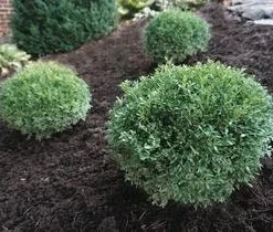 Green Mountain Boxwood Live Plant, 6-12
