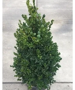 Green Mountain Boxwood Live Plant, 6-12