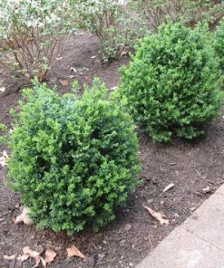 Green Mountain Boxwood Live Plant, 6-12