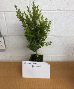 Green Mountain Boxwood Live Plant, 6-12