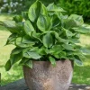 Green Patriot Hosta Live Plant – 4 inch Pot – Decorative Foliage for Shade Gardens - Image 1