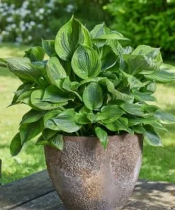 Green Patriot Hosta Live Plant – 4 inch Pot – Decorative Foliage for Shade Gardens - Image 1