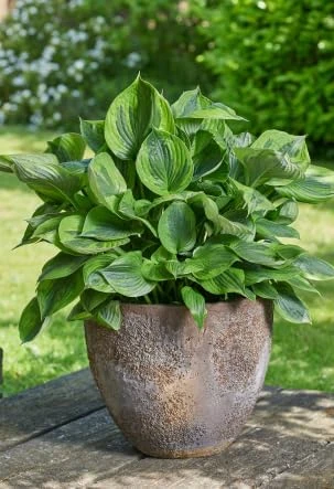 Green Patriot Hosta Live Plant – 4 inch Pot – Decorative Foliage for Shade Gardens - Image 1