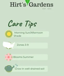 Green Patriot Hosta Live Plant – 4 inch Pot – Decorative Foliage for Shade Gardens - Image 2