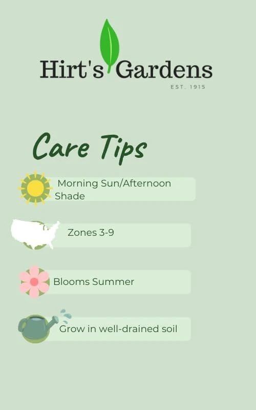 Green Patriot Hosta Live Plant – 4 inch Pot – Decorative Foliage for Shade Gardens - Image 2