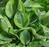 Green Patriot Hosta Live Plant – 4 inch Pot – Decorative Foliage for Shade Gardens - Image 3
