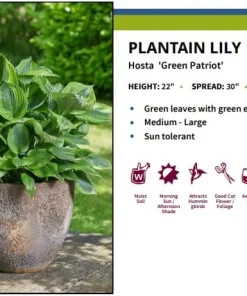 Green Patriot Hosta Live Plant – 4 inch Pot – Decorative Foliage for Shade Gardens - Image 4