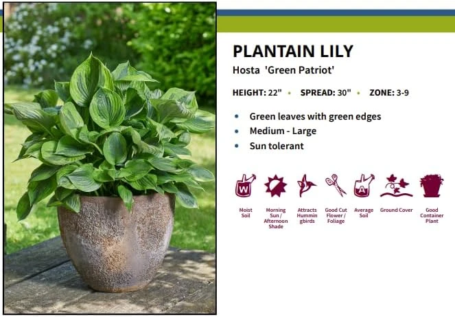 Green Patriot Hosta Live Plant – 4 inch Pot – Decorative Foliage for Shade Gardens - Image 4