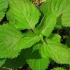 Green Perilla Seeds - Shiso Herb Seeds - 50 Seeds for Garden & Culinary Use - Image 1