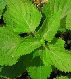 Green Perilla Seeds - Shiso Herb Seeds - 50 Seeds for Garden & Culinary Use - Image 1