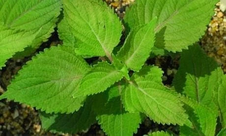 Green Perilla Seeds - Shiso Herb Seeds - 50 Seeds for Garden & Culinary Use - Image 1
