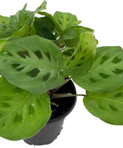 Green Prayer Plant Live Plant – 4 Inch Pot Maranta – Indoor Houseplant - Image 2