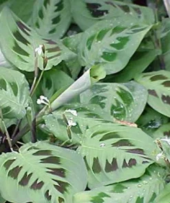 Green Prayer Plant Live Plant – 4 Inch Pot Maranta – Indoor Houseplant - Image 3